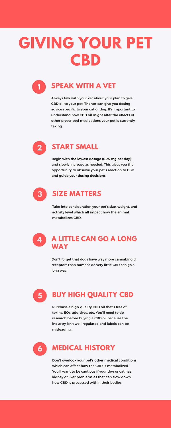 Things to consider when giving your pet CBD 